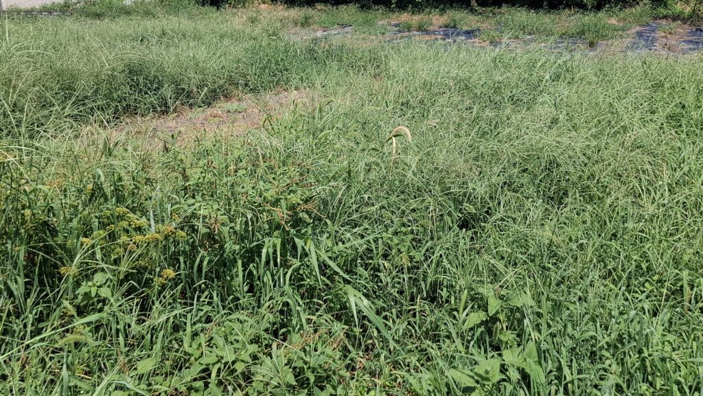 畑をお借りすることになった。まずは草刈りから始めることになる