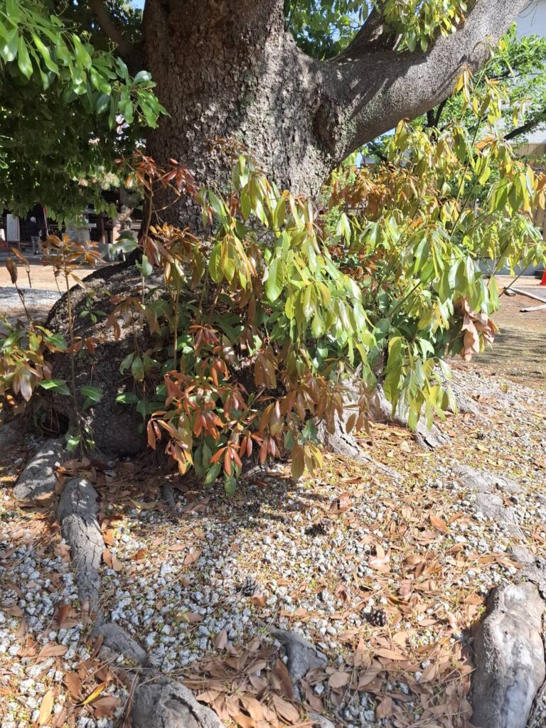 近所の神社でのひとこま